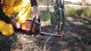 Best Arborist Consultation Services  in Adairsville, GA