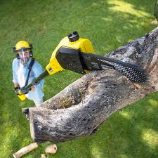 Best Tree Cabling and Bracing  in Adairsville, GA