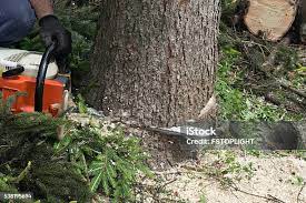 Best Pest Control for Lawns  in Adairsville, GA