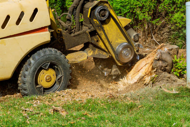 Best Aeration Services  in Adairsville, GA