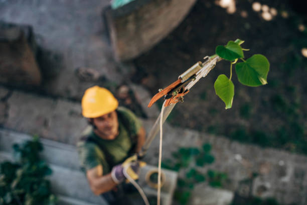Reliable Adairsville, GA Tree Services Solutions