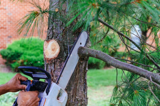 Best Lawn Mowing  in Adairsville, GA